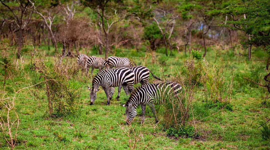 Filming in Akagera National Park: A Guide for Film Crews