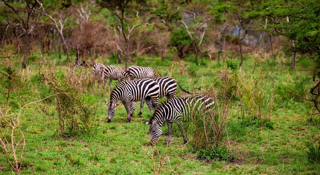 Filming in Akagera National Park: A Guide for Film Crews